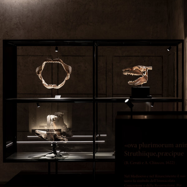 Galerie der Metamorphosen, Wunderkammer | © Davide Groppi srl | All Rights Reserved